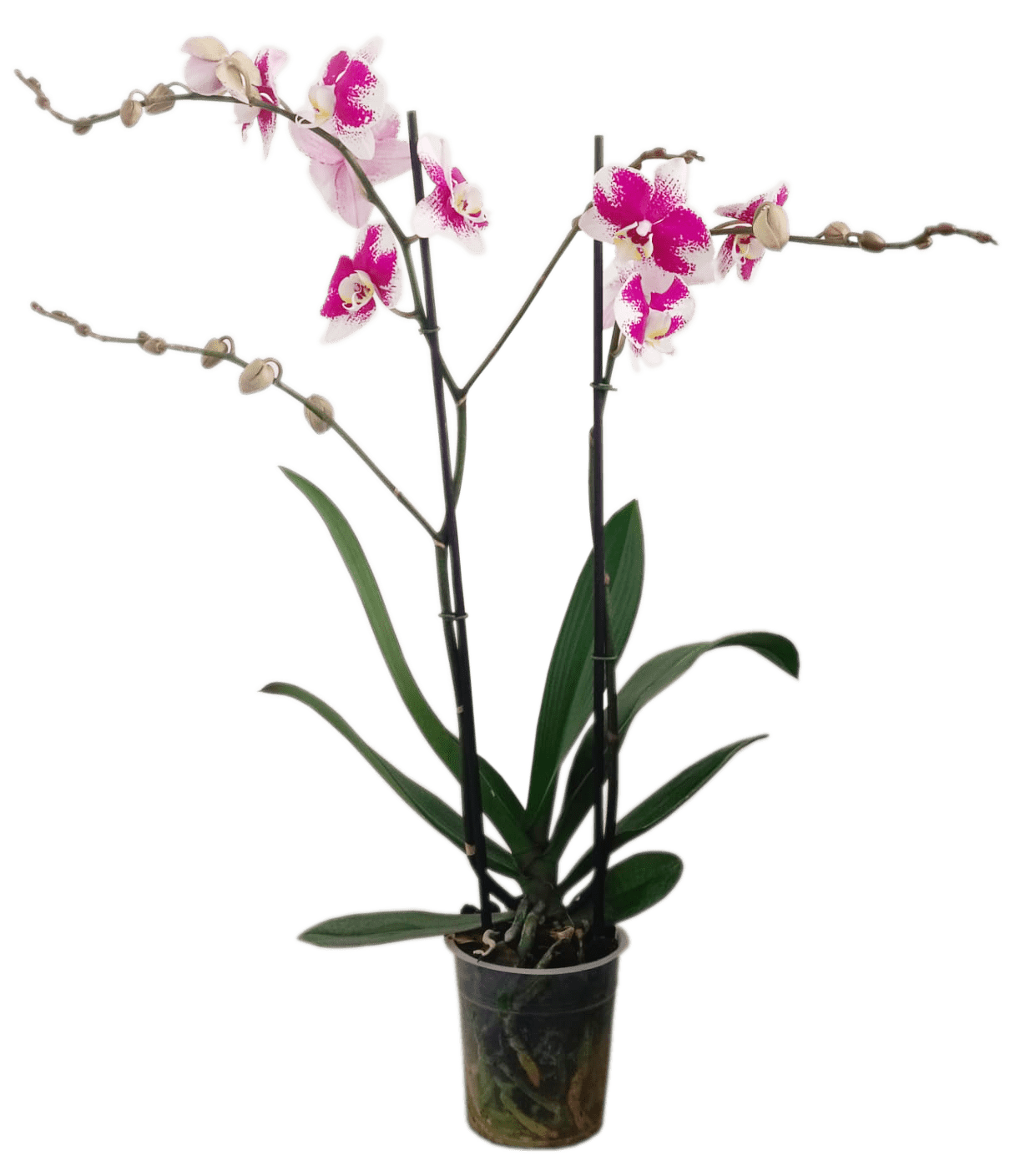 orquídeas en Bogotá, orquídeas cerca de mi, orquideas, orquídeas a domicilio, orquídeas a domicilio bogota, pachira, tronco de la felicidad, rosa preservada, distriorquideas, nuestros productos